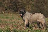CAO ESTRELA 037
